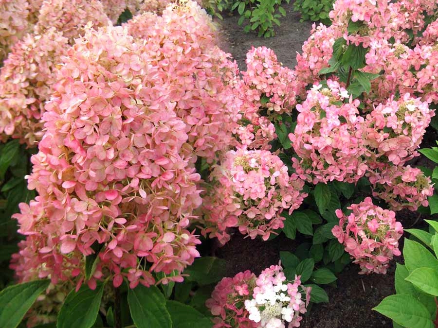 Гортензия метельчатая Меджикал Кэндл